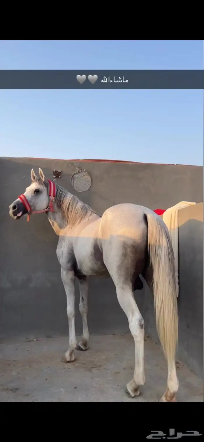 حصان واهو للبيع 2
