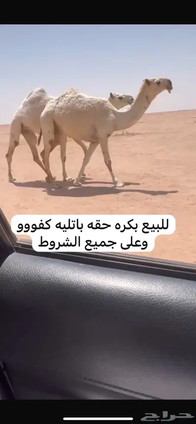 للبيع بكره حقه باتليه 0