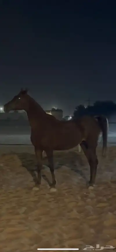 افراس للبيع 0