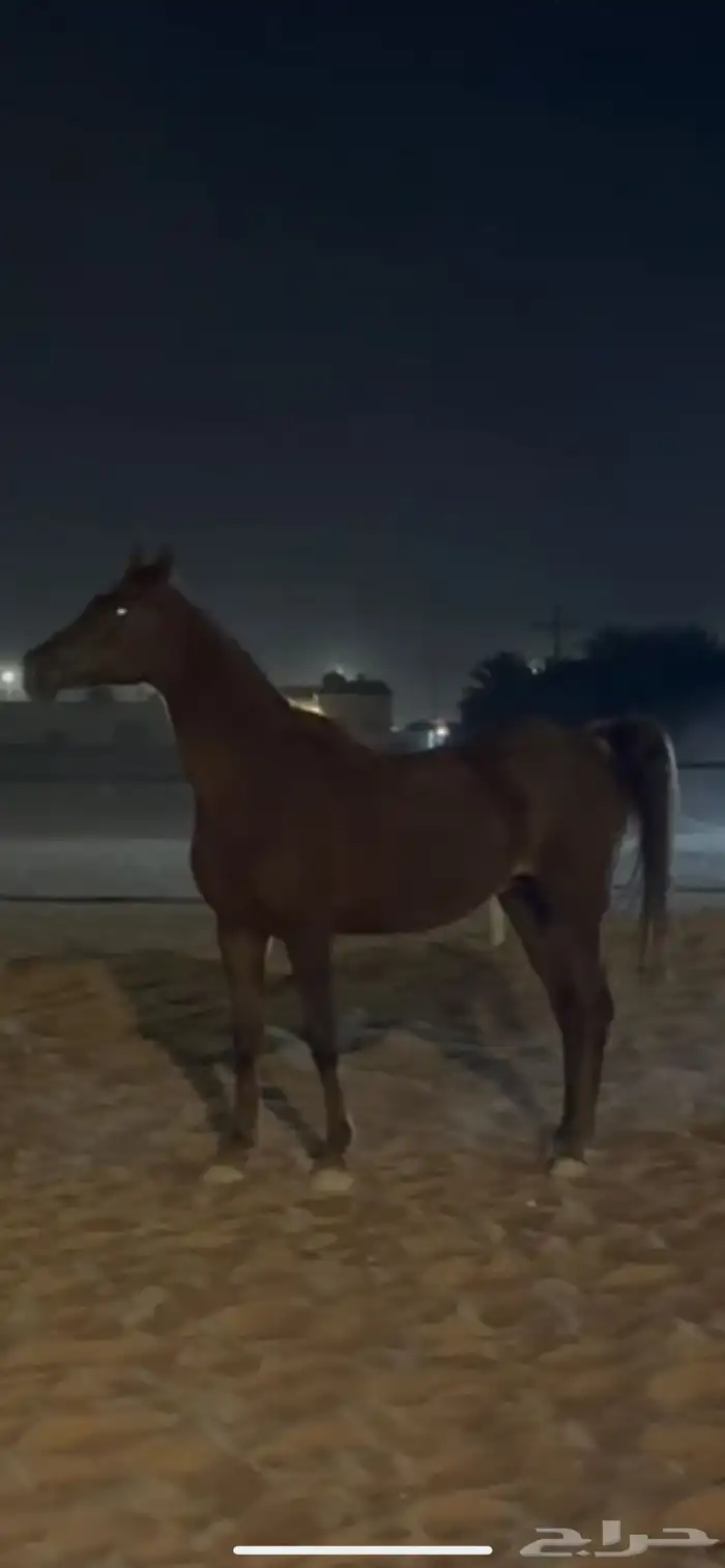 افراس للبيع 0