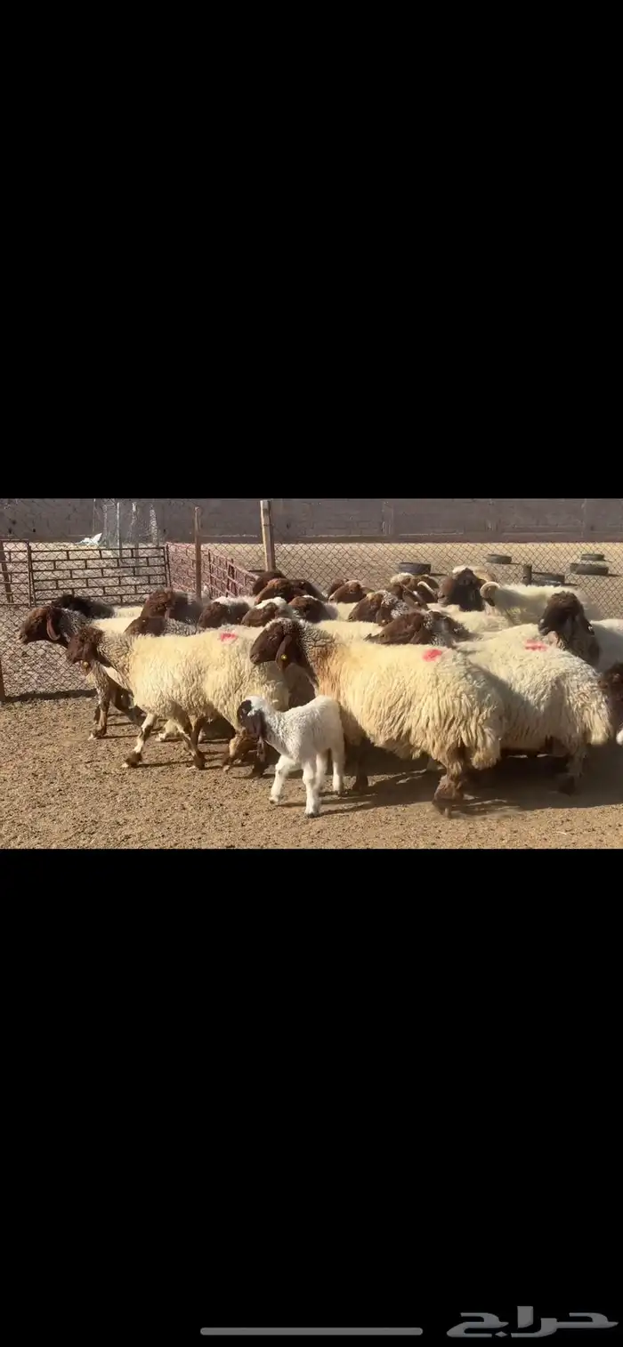 غنم نعيم صنف ودفيع 4