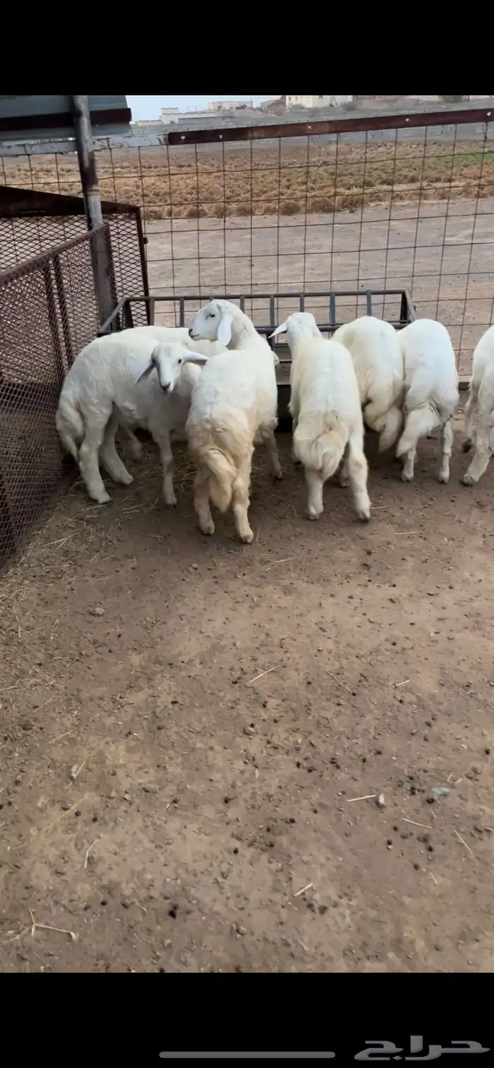 طليان للبيع 0