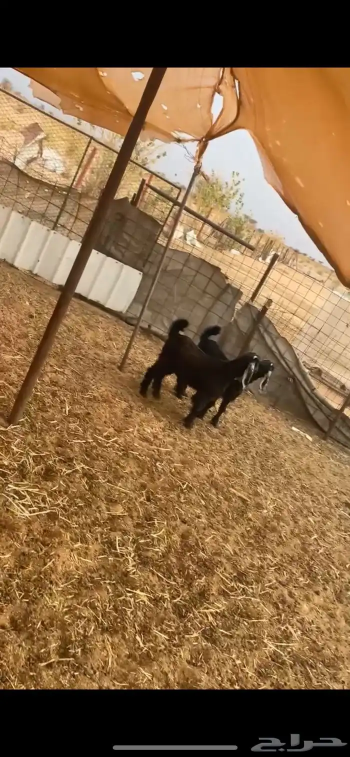 جفرات طيبه ب الحيل 0