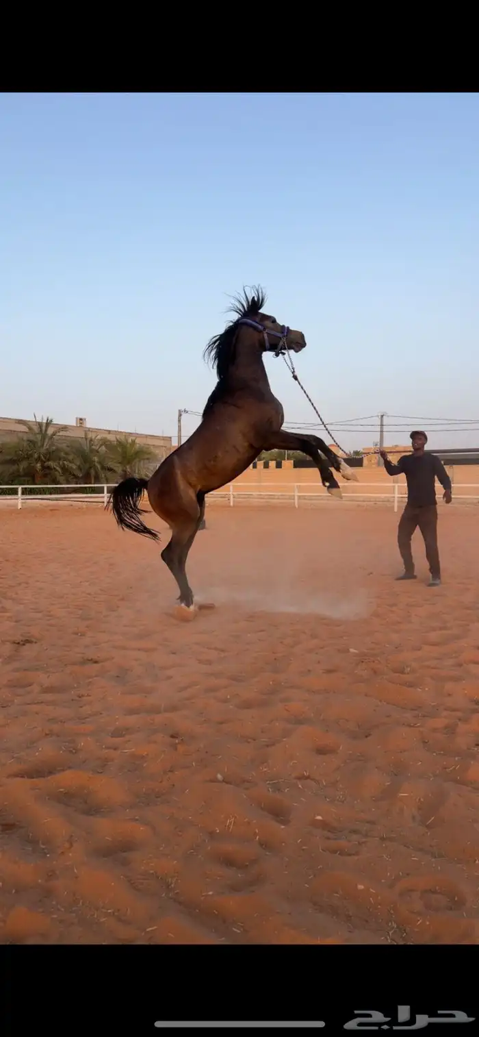 مهر العمر سنتين ونص معسوف وطبع جميل 2