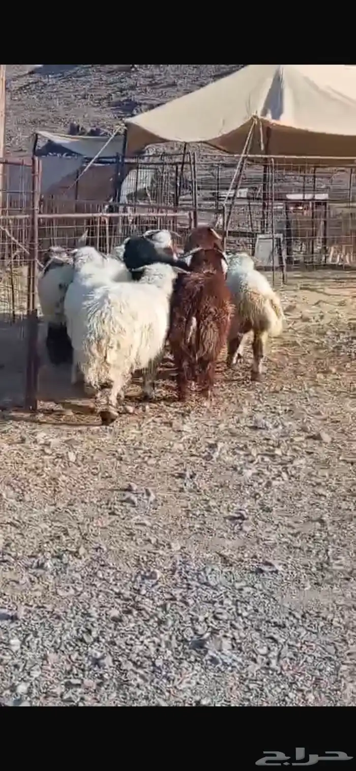 غنم نعيم 1