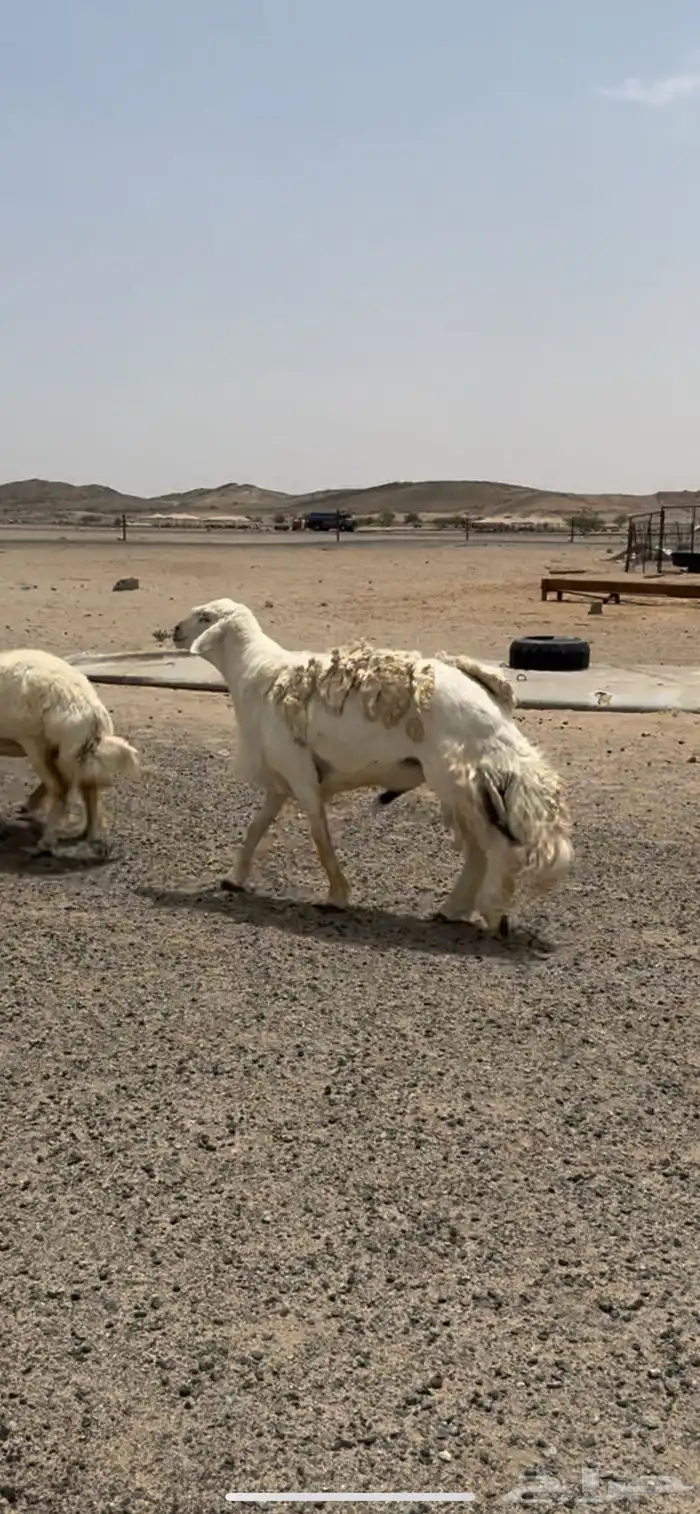 غنم صنف فواخر 4