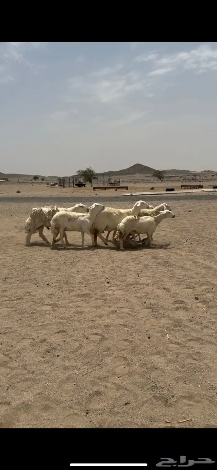 غنم صنف فواخر 2