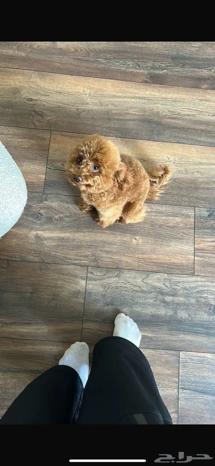للبيع أنثى Toy Poodle مدربة وأليفة 0