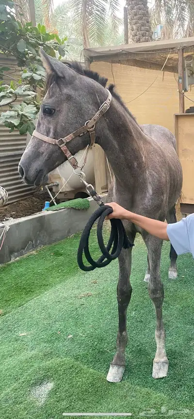 مهره شعبيه index