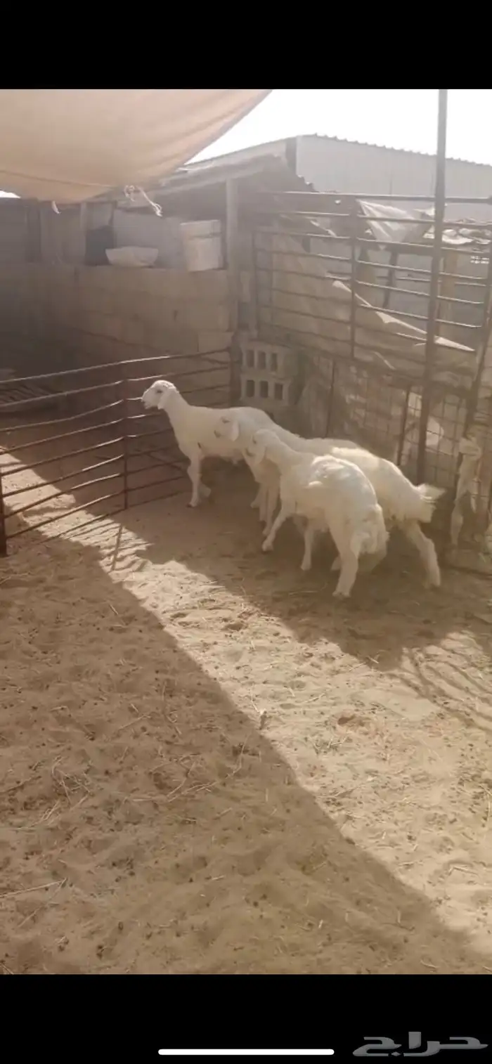 اربع خرفان 2