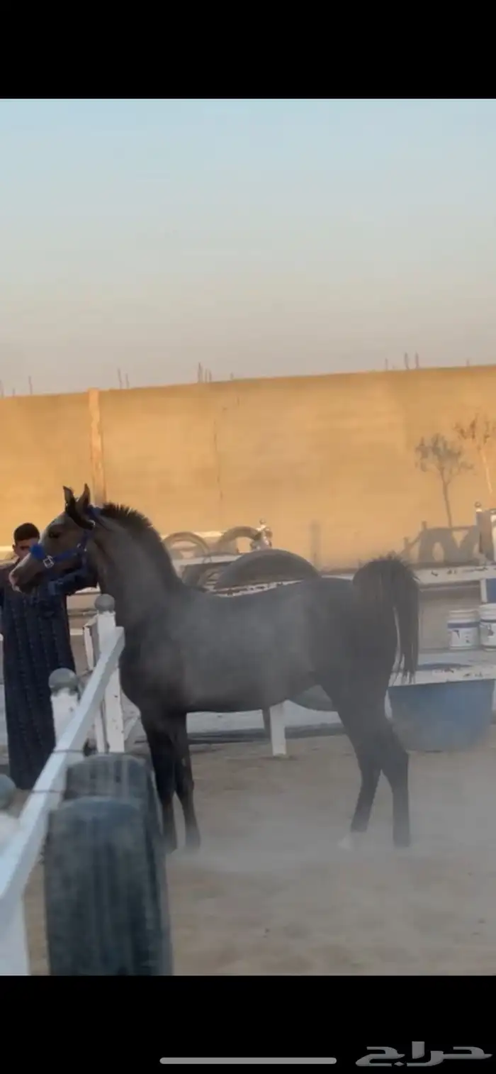 مهر عربي مزيييون بكامل اوراقه 2