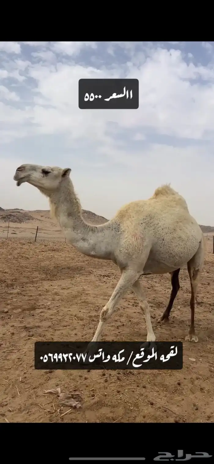 ناقه لقحه عفرا وضحا (( تم البيع )) 0