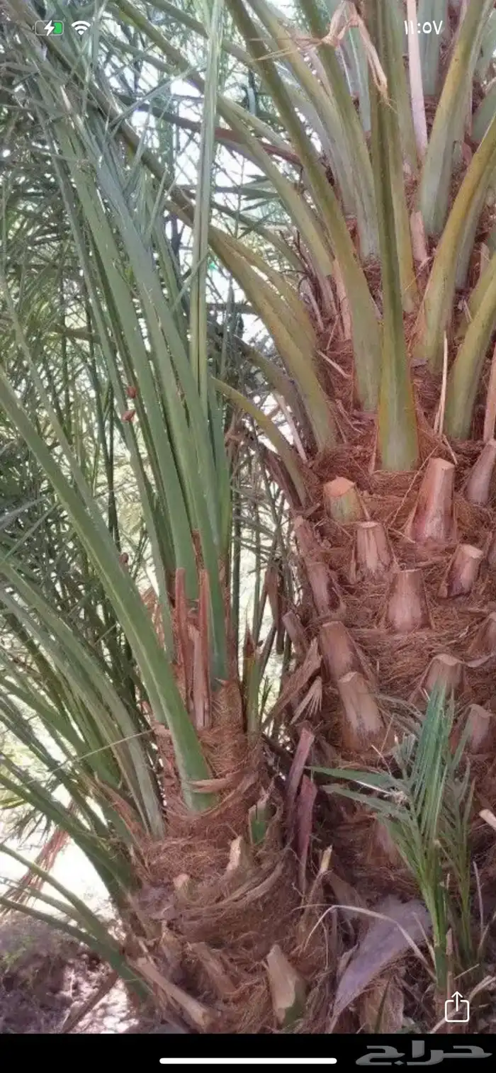 صناه. صنو روثانه فاخ 1