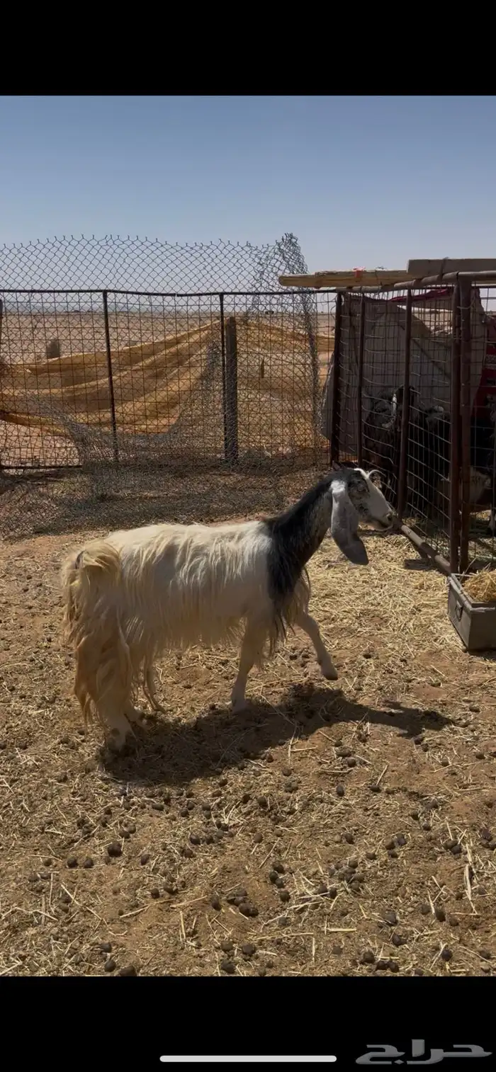 للبيع عنز 1