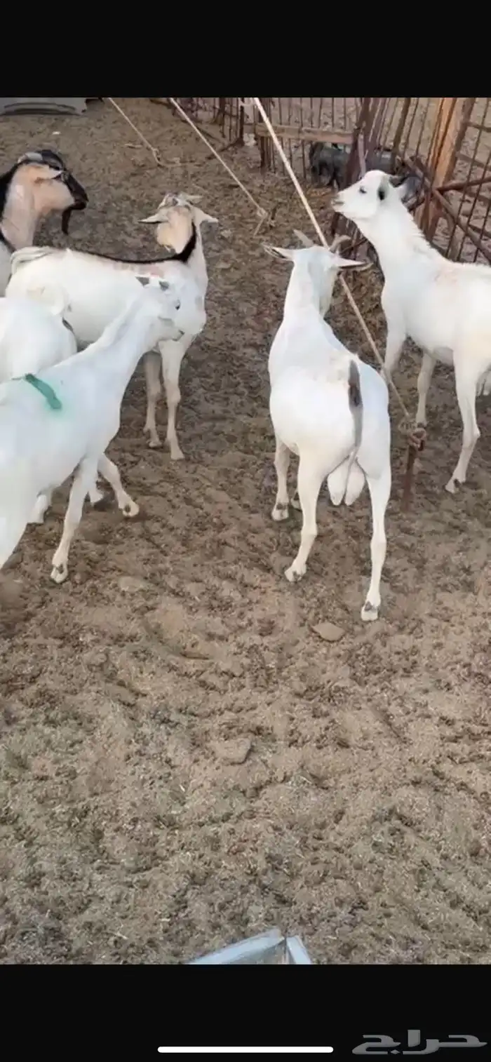 تيوس طيبة ما شاء الله 6