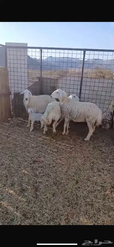 نعاج 3 واحده والد وثنتين مضاريع وحده قريب والده 0