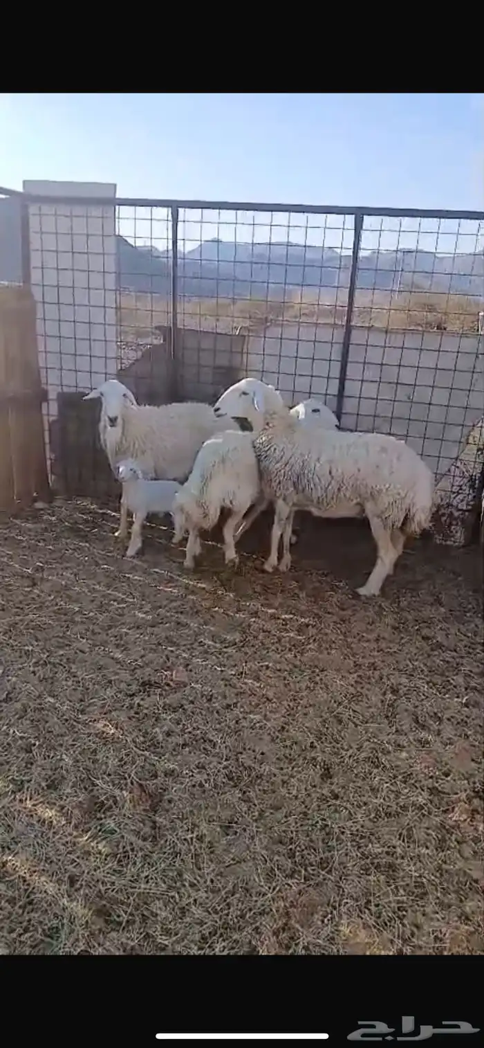 نعاج 3 واحده والد وثنتين مضاريع وحده قريب والده 0