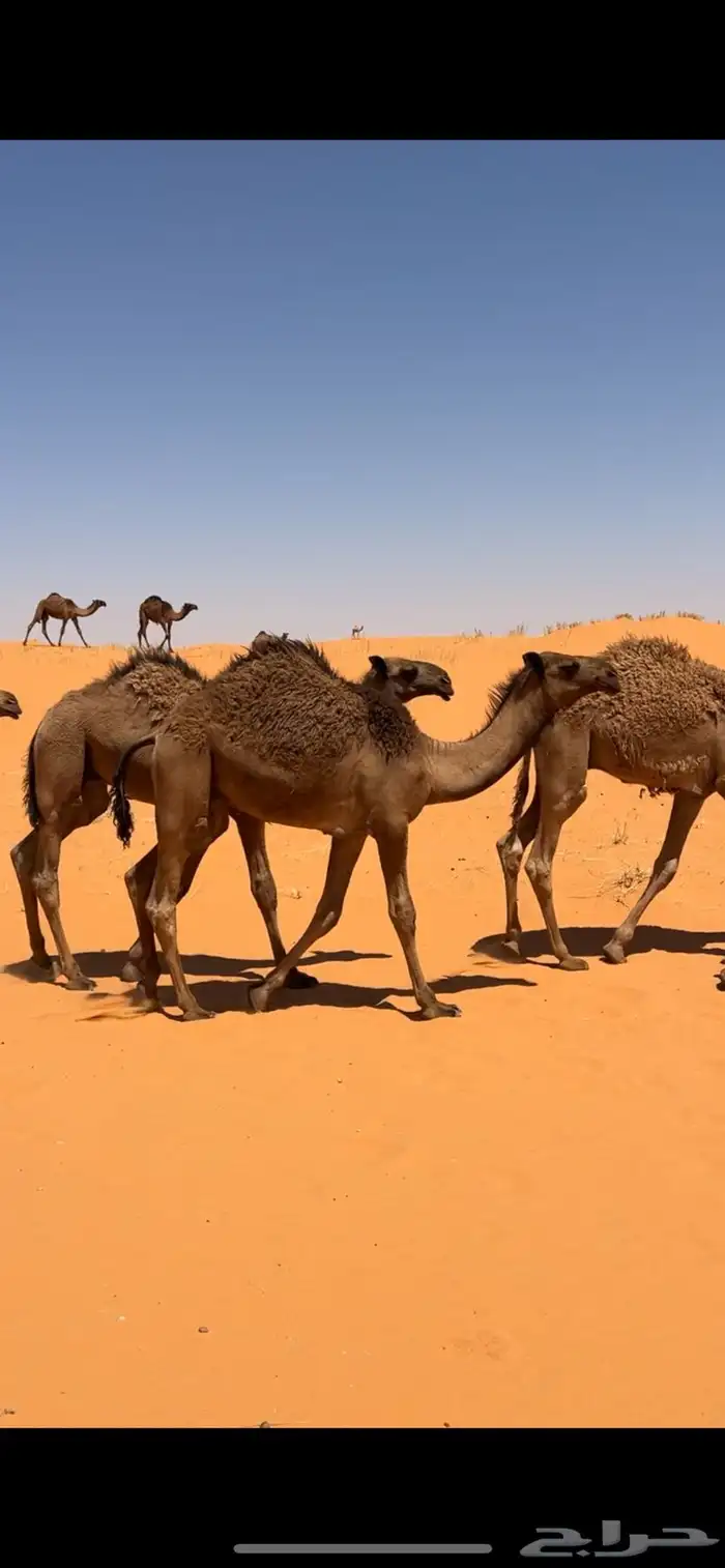 للبيع قعدان على غرنوق ولد بعير سلطان بن محمد الموقع مشذوبه 2