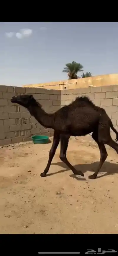 قعود تربيه مجهم صحه شرط 0