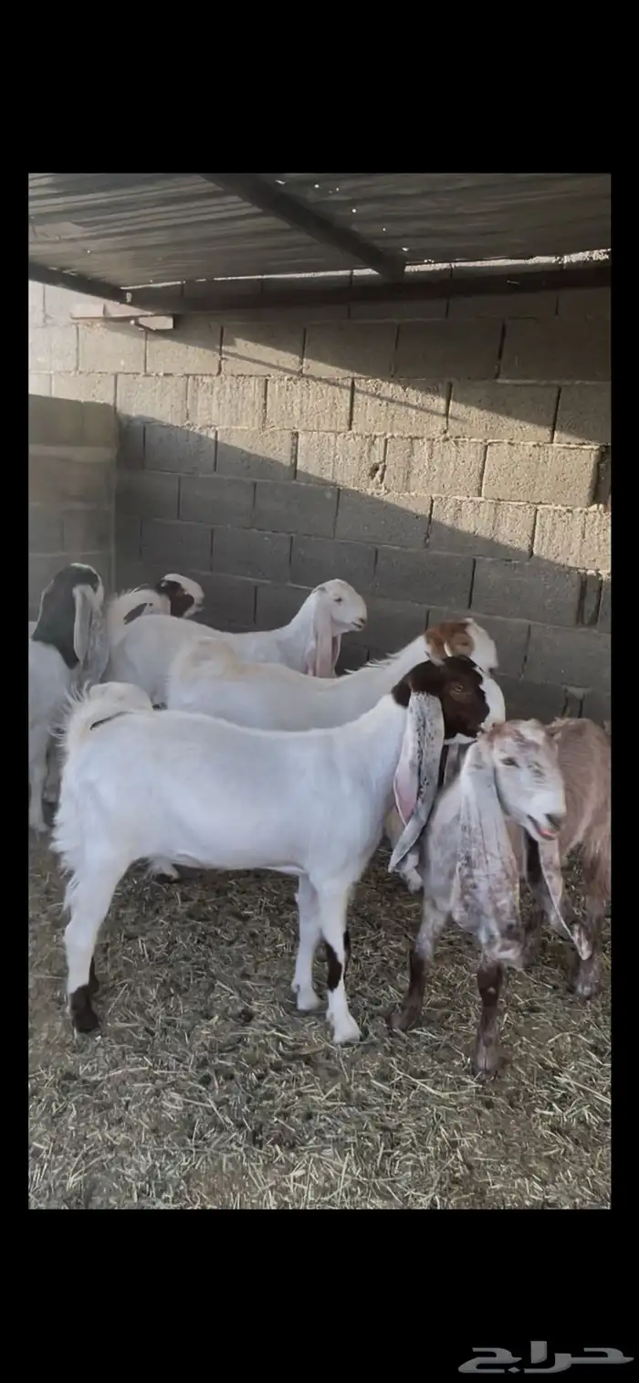 معزا جفار اعمارها 5 شهور 0