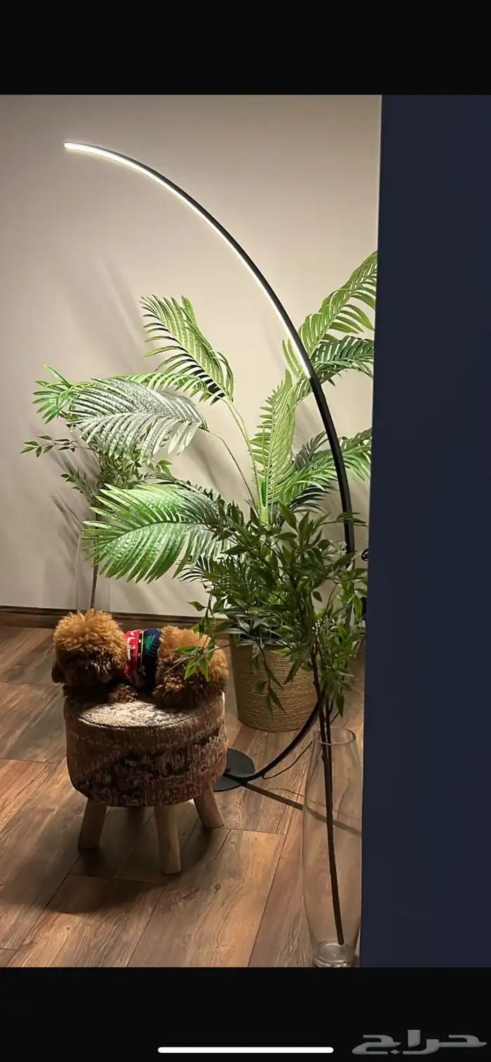 للبيع أنثى Toy Poodle مدربة وأليفة 2