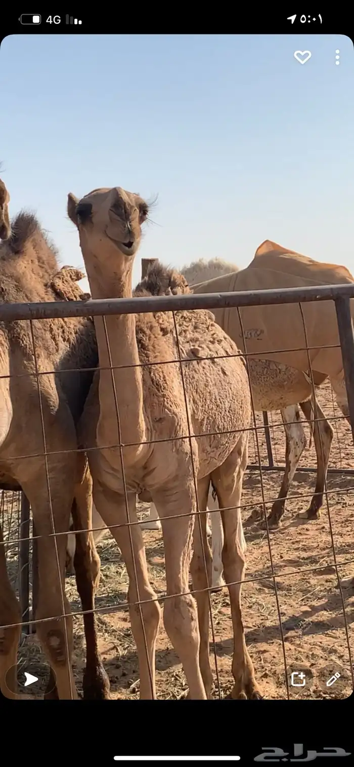 فحل اصفر منتج 6