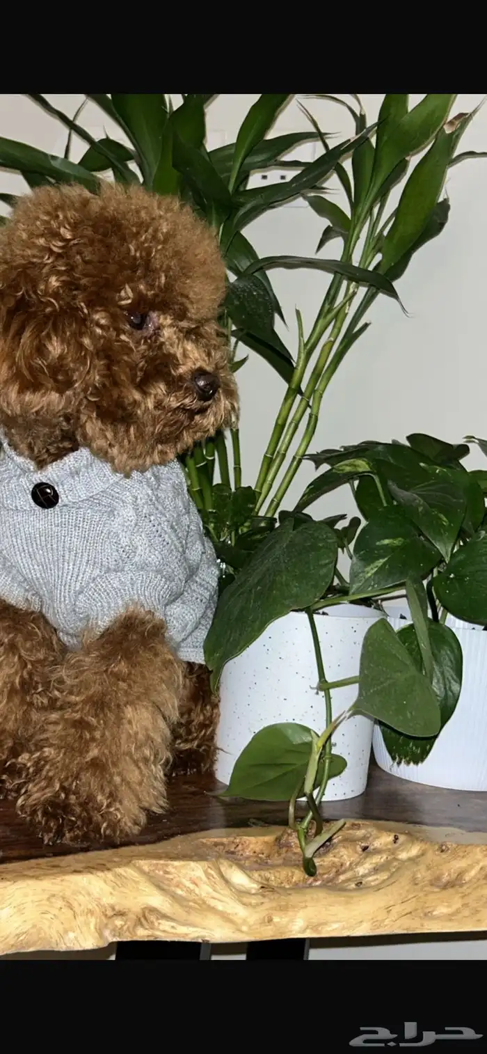 للبيع أنثى Toy Poodle مدربة وأليفة 4