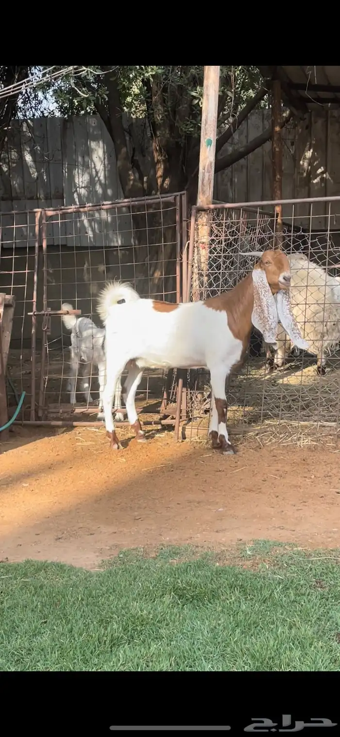 عنز مشروكه طيبه سنها ثنيه ودافع 0