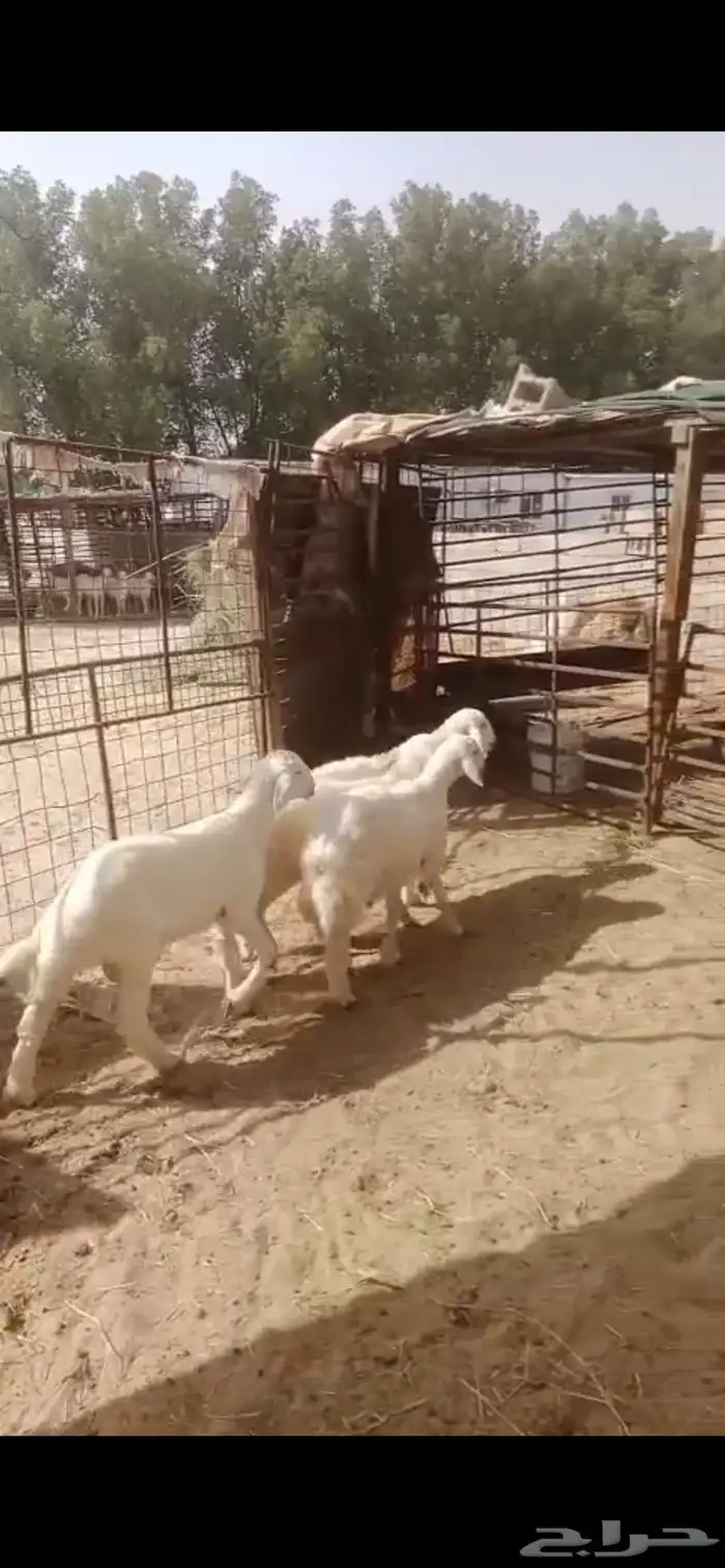 اربع خرفان 0
