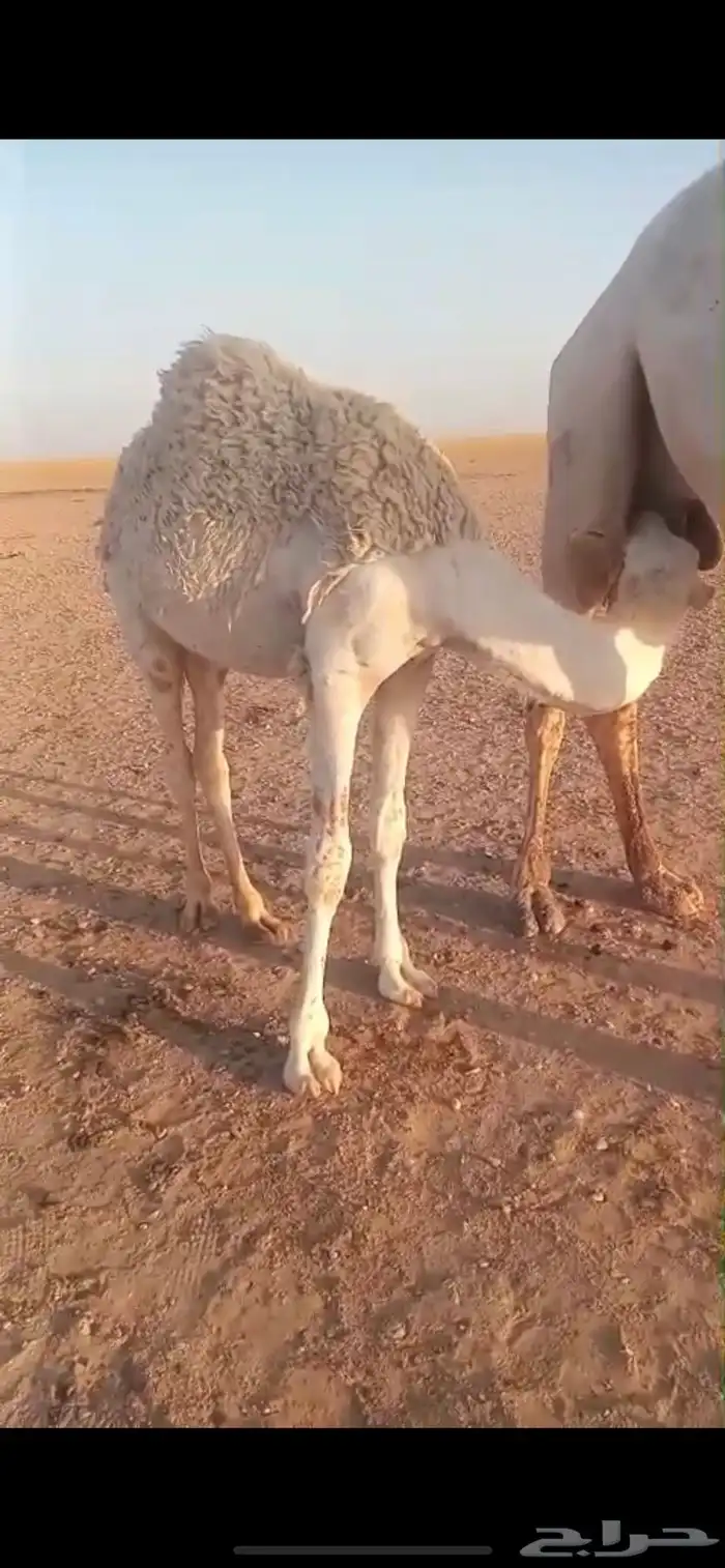 للبيع حاشي بكره بريه كفو عمرها من 7 شهور وفوق 4