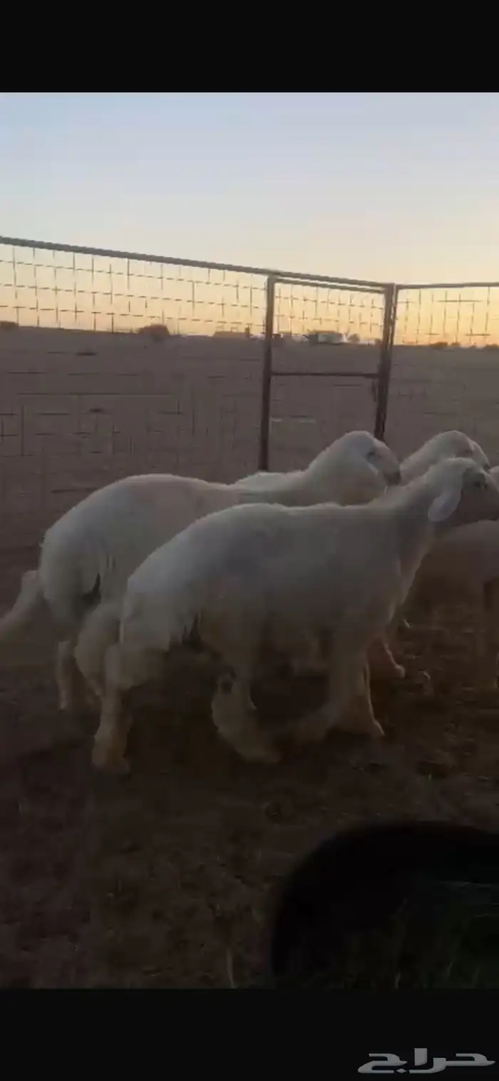 طليان خرفان شحم فل نظيفه شرط 3