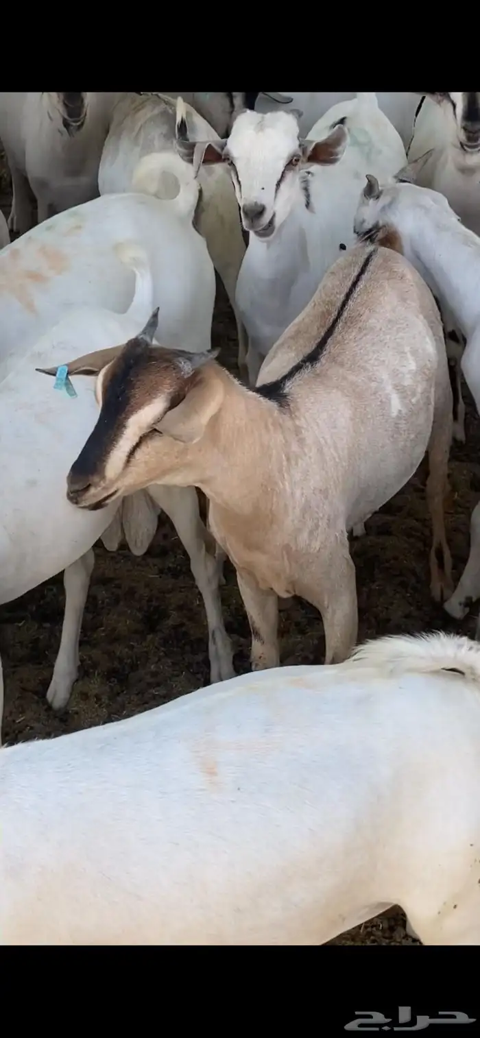 تيوس طيبة ما شاء الله 2