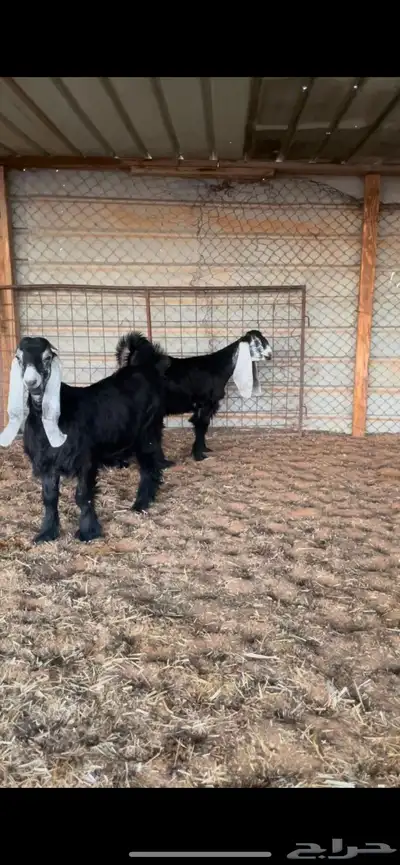 جفار عوارض نوادر 0