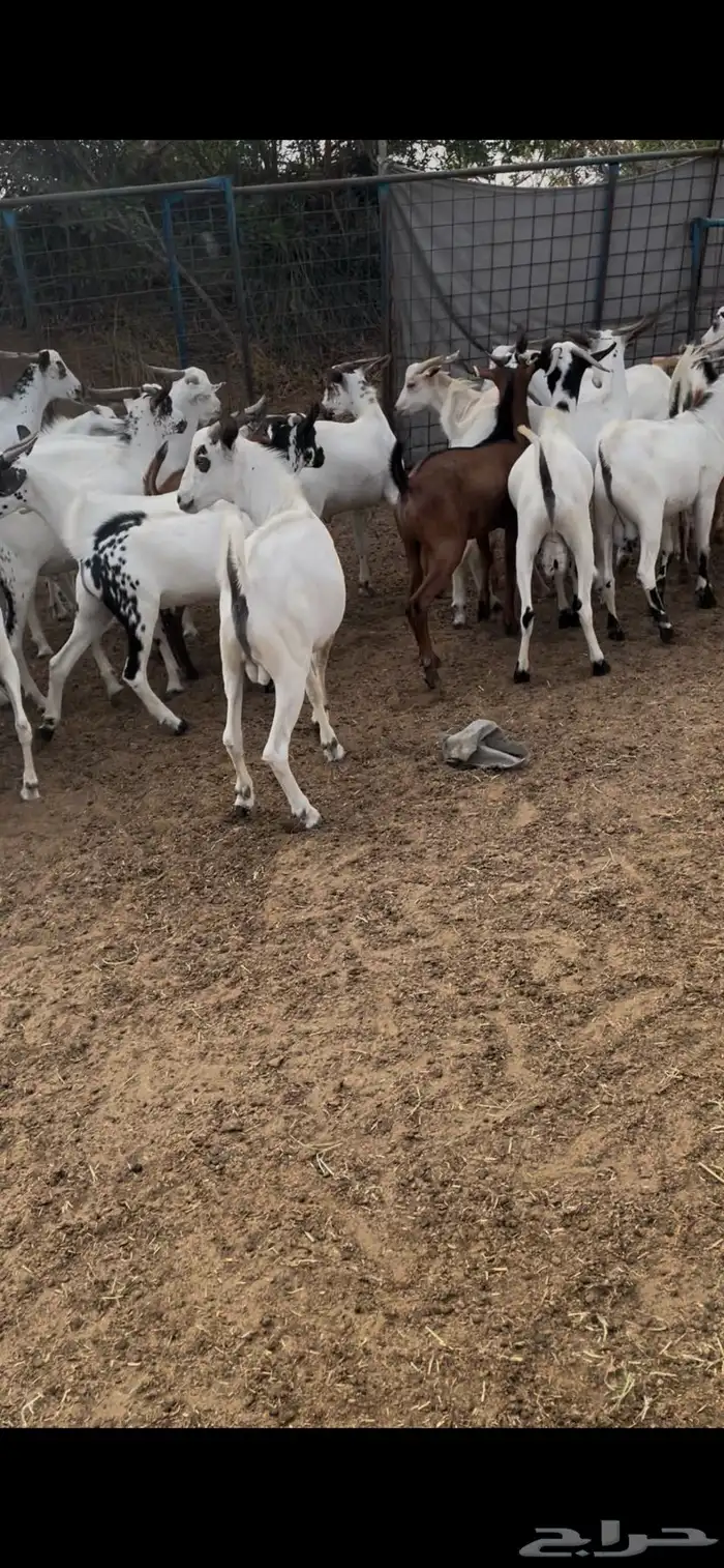 تيوس سمان شحم 6