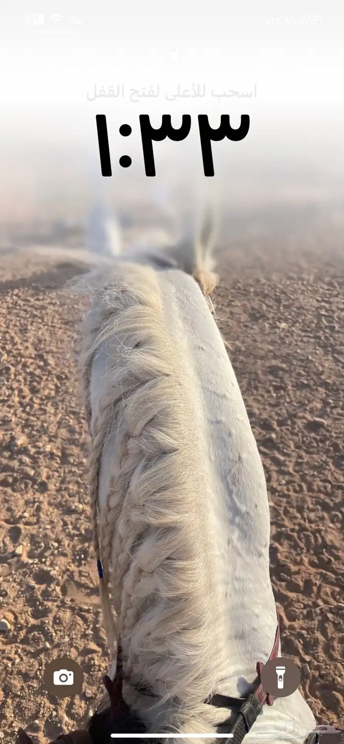 فحل للبيع 2