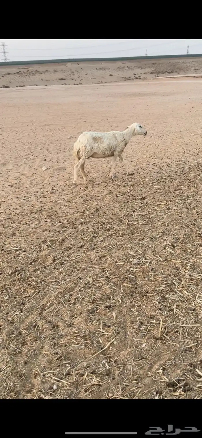 شاه الحريه 0