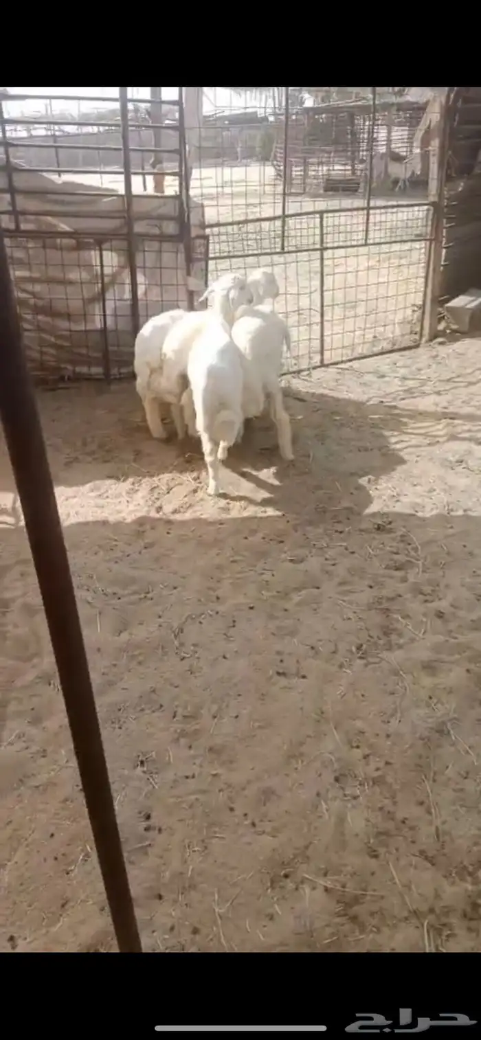 اربع خرفان 3