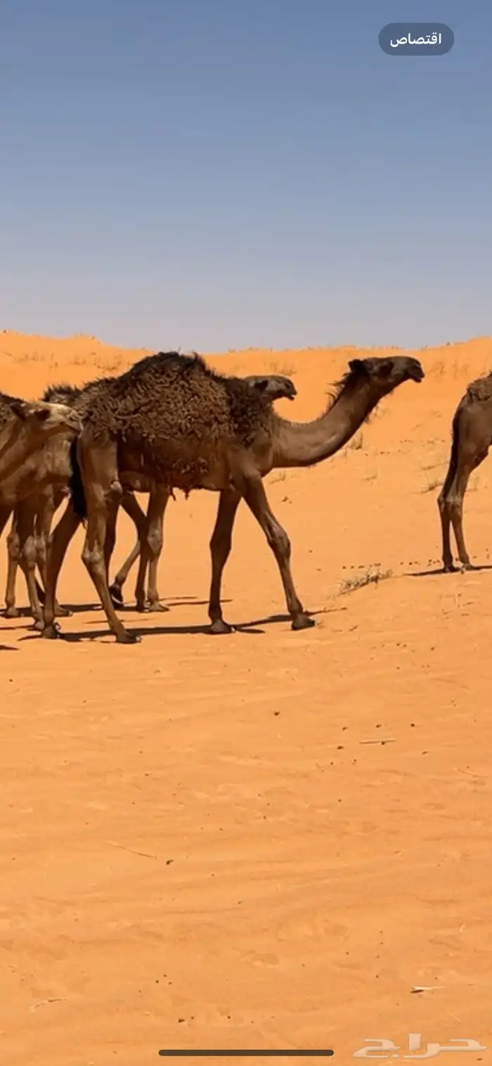 للبيع قعدان على غرنوق ولد بعير سلطان بن محمد الموقع مشذوبه 0