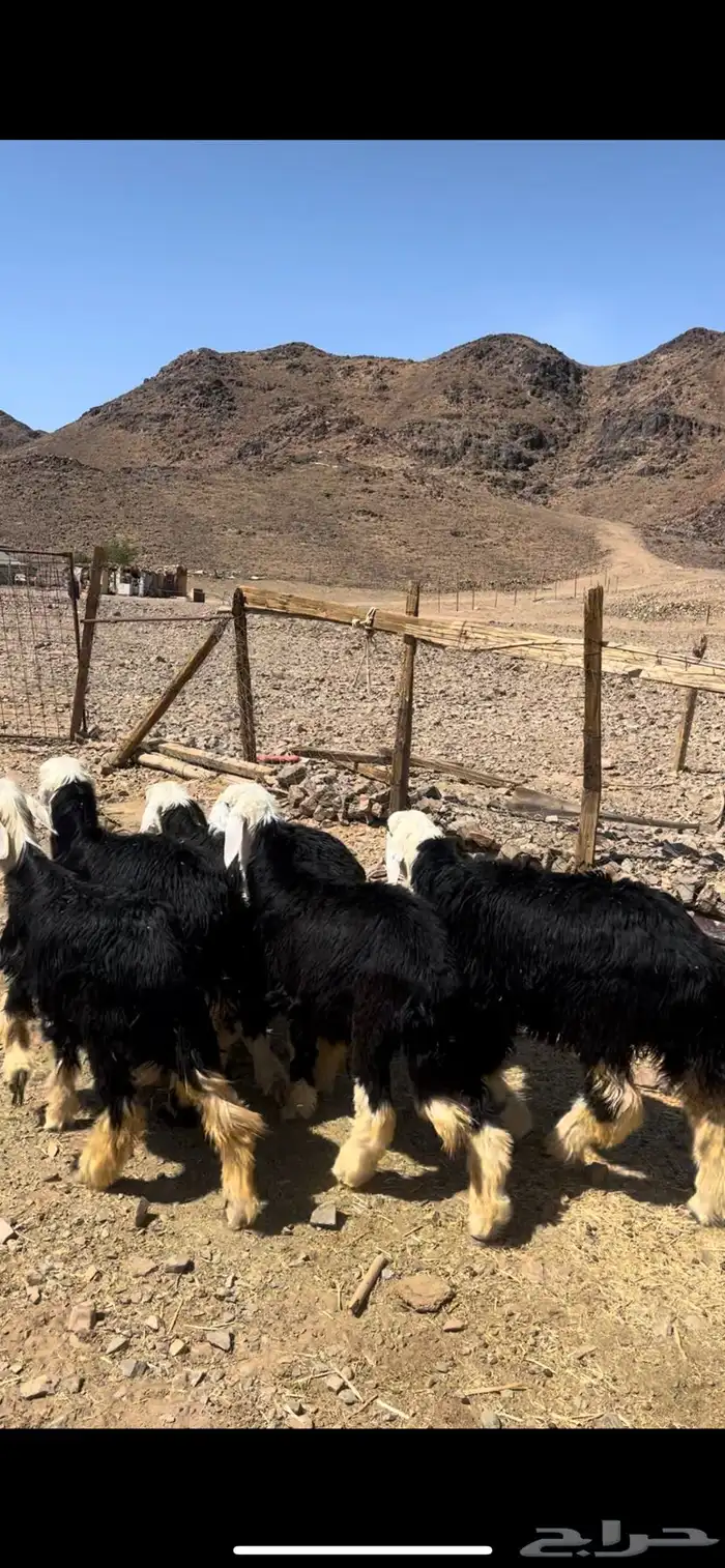 رخال جذعات نجد 2