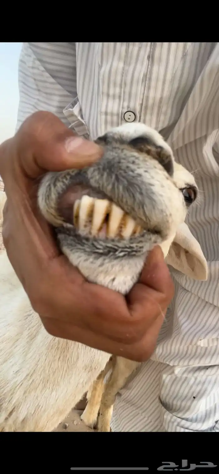 شاه الحريه 1