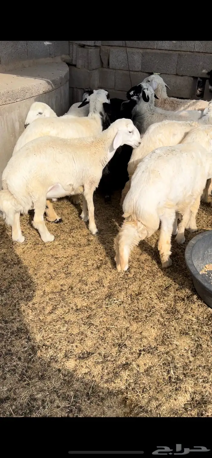 ذبايح - طليان-تيوس-ذبح وتوصيل-1050-1350- 2
