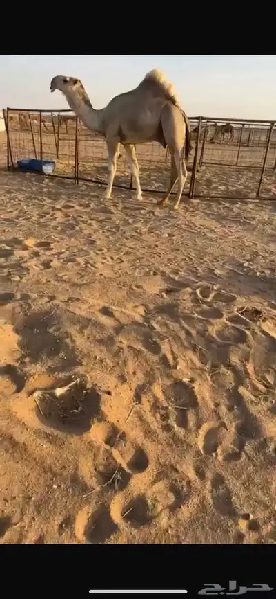 قعود كفو رماني على بعير النهدي 0
