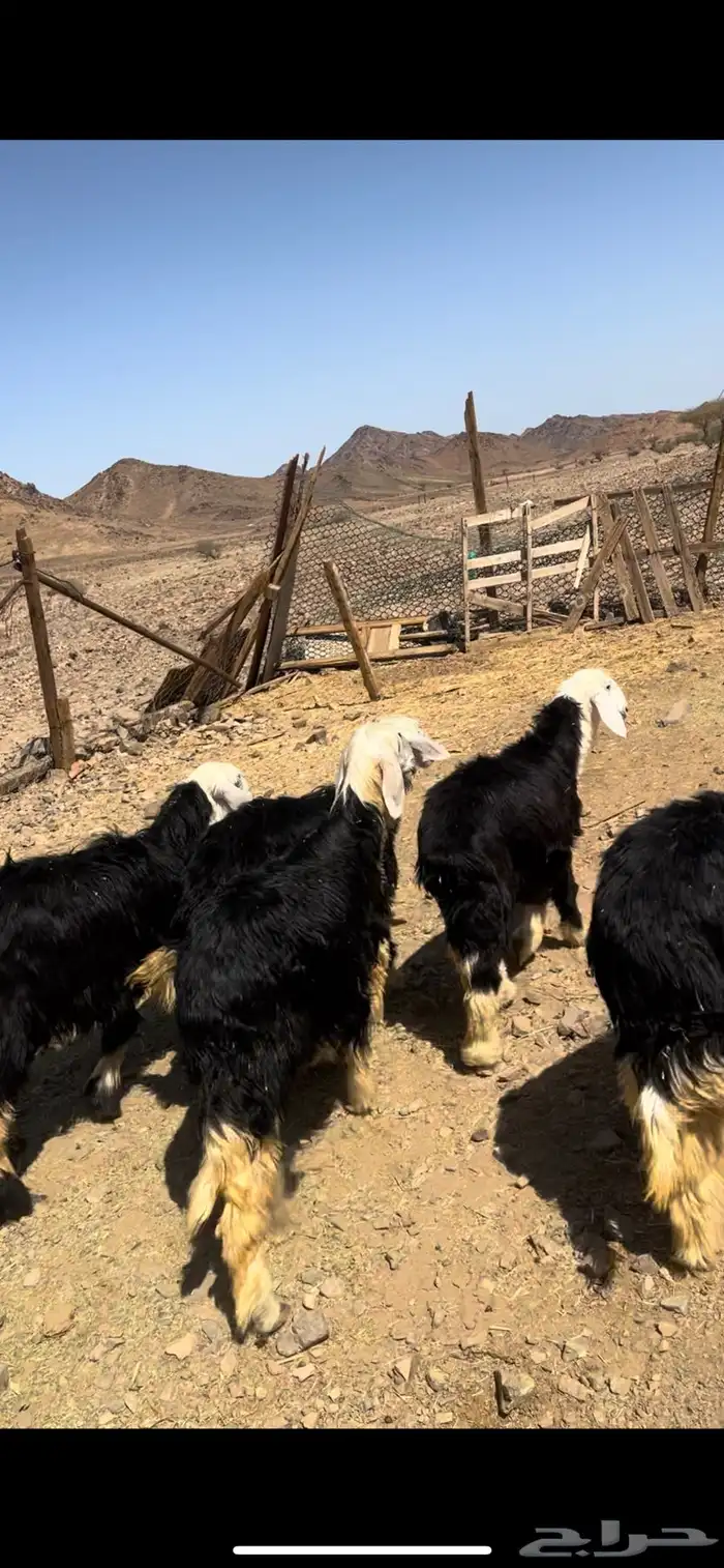رخال جذعات نجد 18