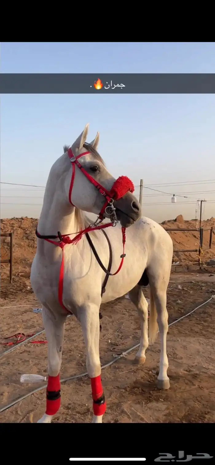 حصان واهو للبيع 1