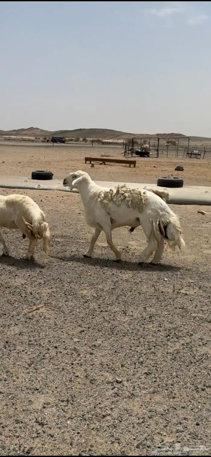 غنم صنف فواخر 3