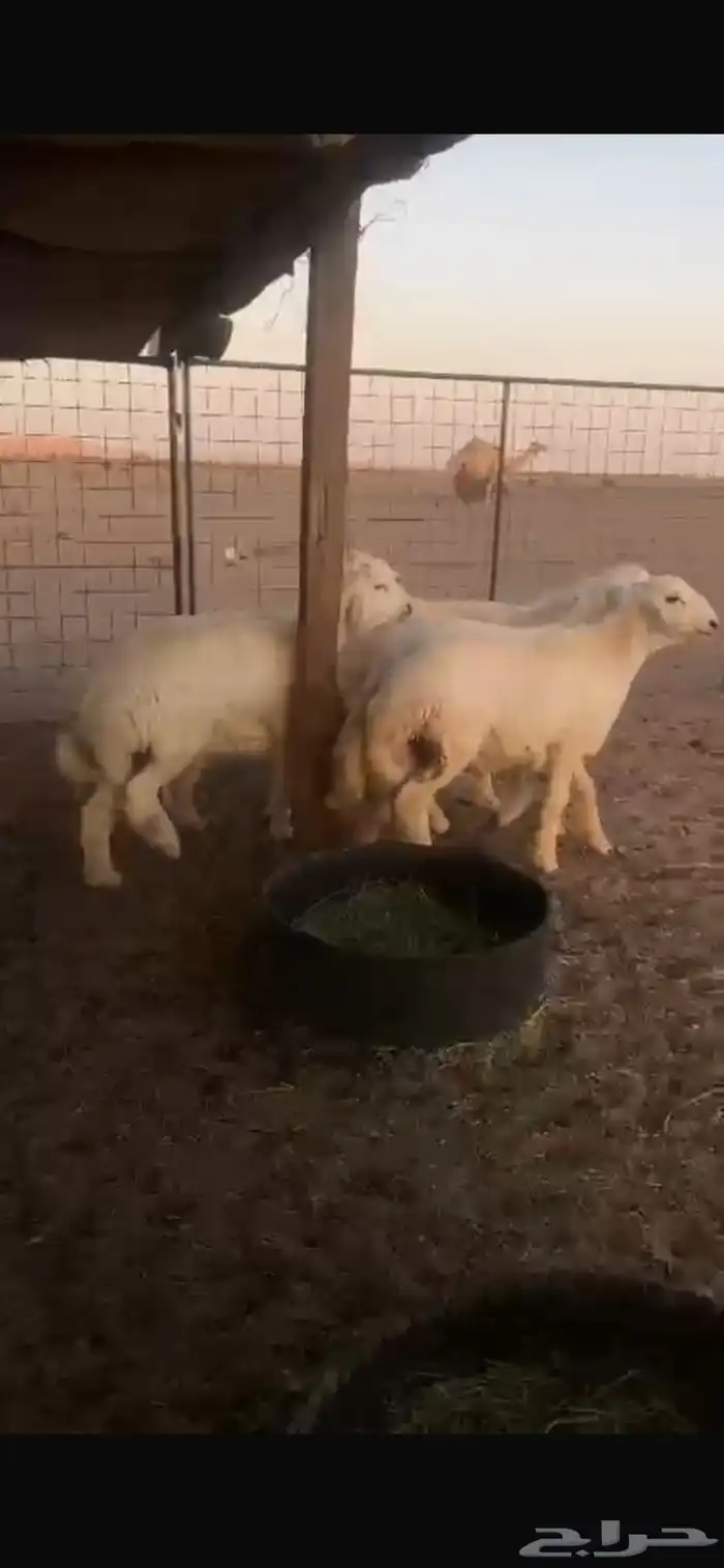 طليان خرفان شحم فل نظيفه شرط 2