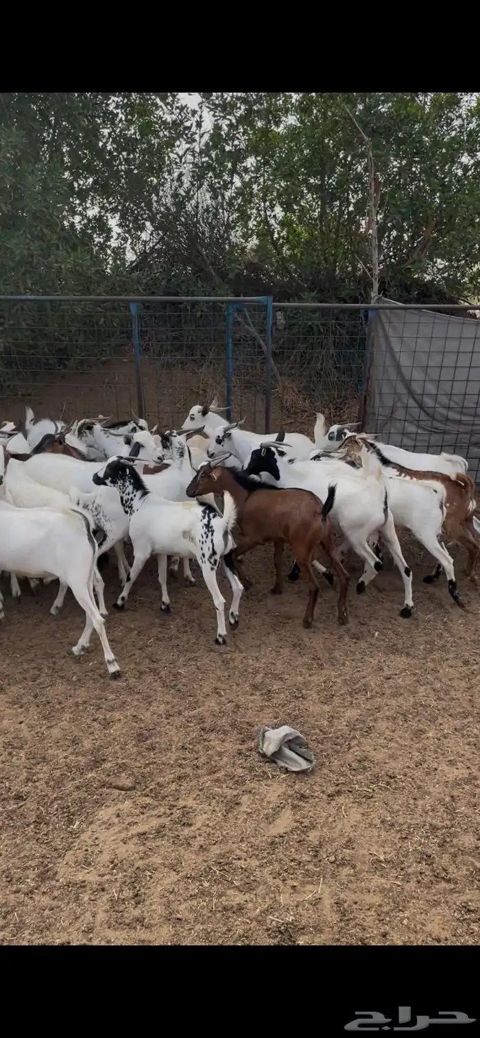 تيوس سمان شحم 5