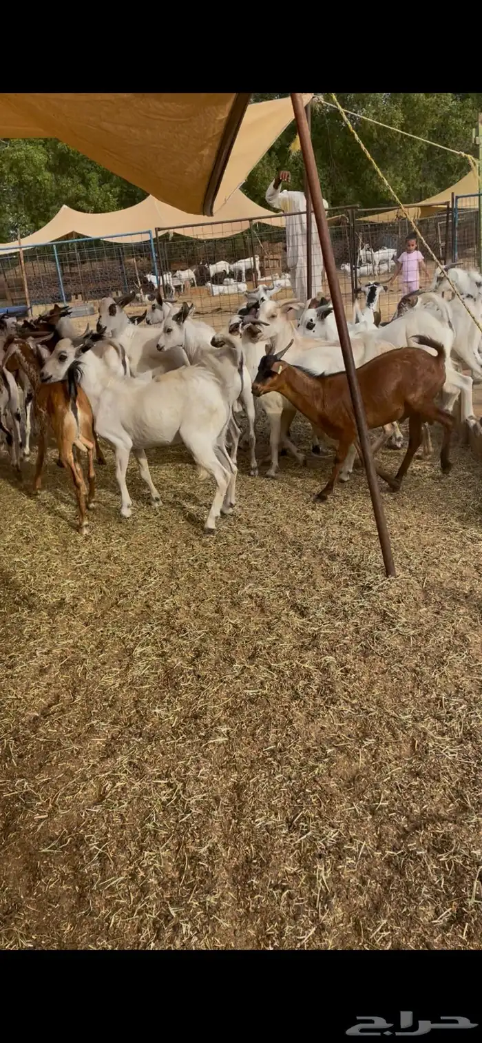 تيوس سمان شحم 1
