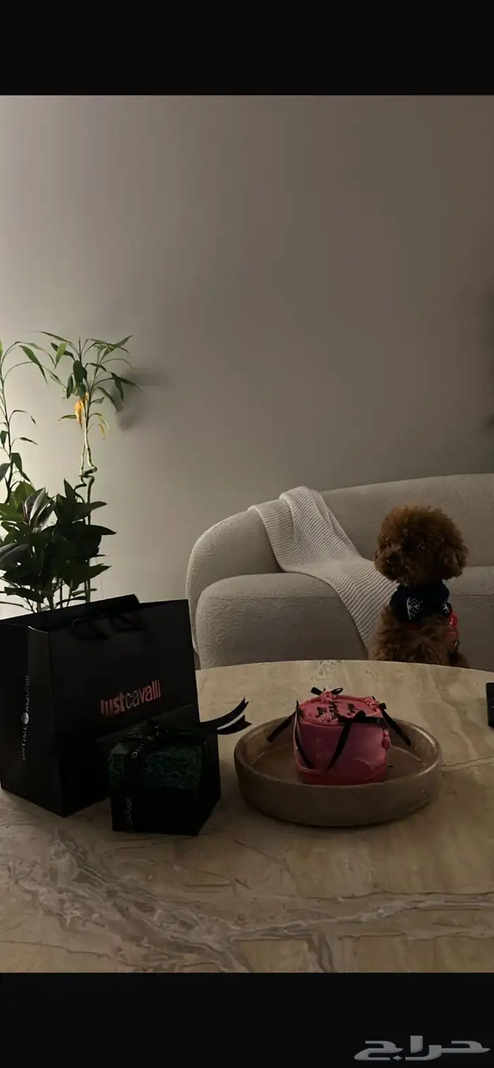 للبيع أنثى Toy Poodle مدربة وأليفة 1