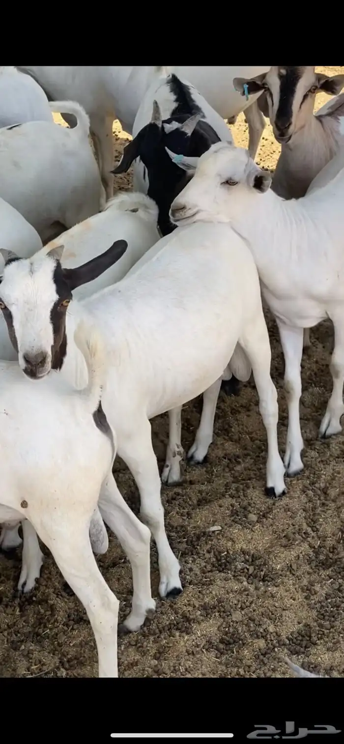 تيوس طيبة ما شاء الله 0